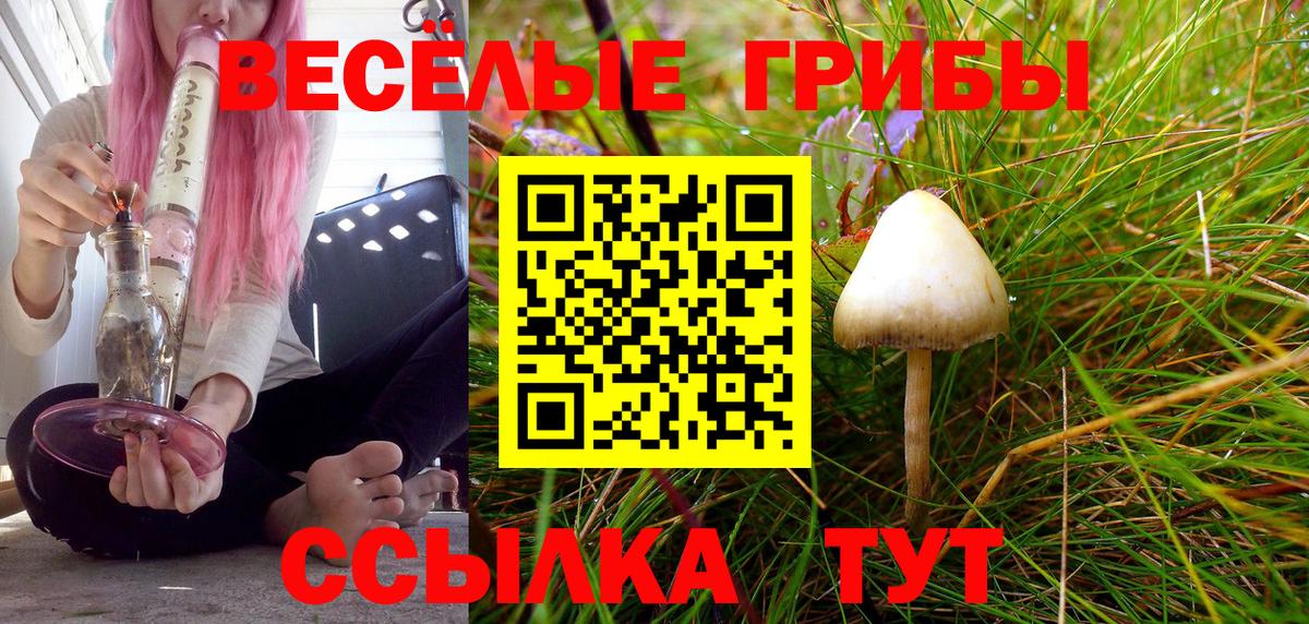 Псилоцибиновые грибы Psilocybe Новотроицк